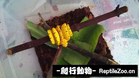 display_picture.php?url=http%3A%2F%2Fimgsa.baidu.com%2Fforum%2Fw%253D580%2Fsign%3Dd5c817b4bc315c6043956be7bdb0cbe6%2F9149a2d6277f9e2f323ea6a91f30e924b999f34e.jpg