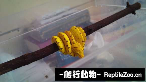 display_picture.php?url=http%3A%2F%2Fimgsa.baidu.com%2Fforum%2Fw%253D580%2Fsign%3Daeca4d5fc3fdfc03e578e3b0e43e87a9%2F8ecb4e63f6246b606a0509d5ebf81a4c500fa24e.jpg