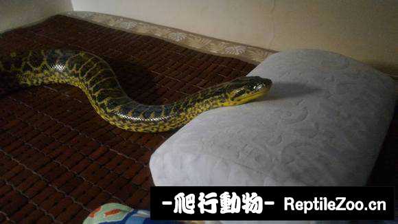 display_picture.php?url=http%3A%2F%2Fimgsa.baidu.com%2Fforum%2Fw%253D580%2Fsign%3Dc3f1d4f5db160924dc25a213e406359b%2Ff92830ce36d3d539c30cbc603187e950342ab0a6.jpg