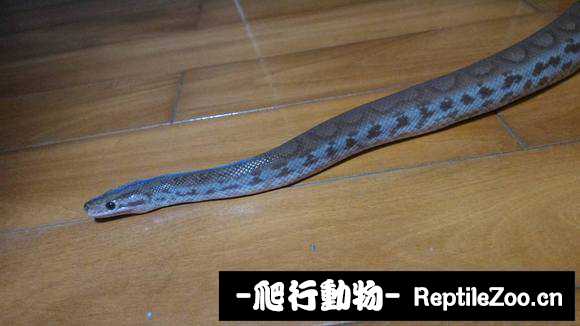display_picture.php?url=http%3A%2F%2Fimgsa.baidu.com%2Fforum%2Fw%253D580%2Fsign%3D4dd7306e5966d0167e199e20a72ad498%2F6b77ecea15ce36d3a135309331f33a87e850b1a6.jpg