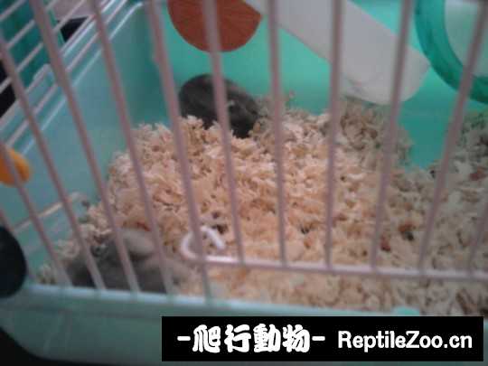 004221tu26ibi2wzwtdcti.jpg