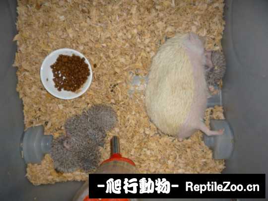 004340bbonksophkssx2jv.jpg