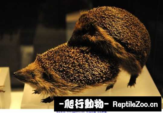 004546na2lgdhhnjghzflv.jpg