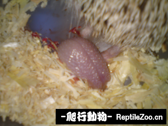 004547gsgcc7gkgh87l87h.png