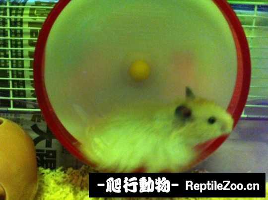 004630l0c6010ezbfro44c.jpg