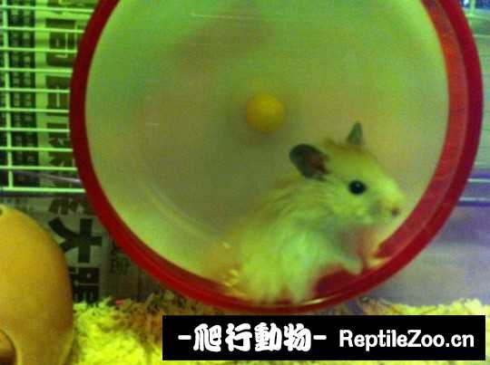 004632crvz2gupguu21uo2.jpg