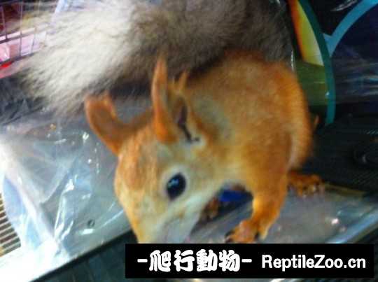004642eub66776g69pr63g.jpg