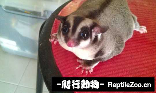 004651mop55codat959dsc.jpg