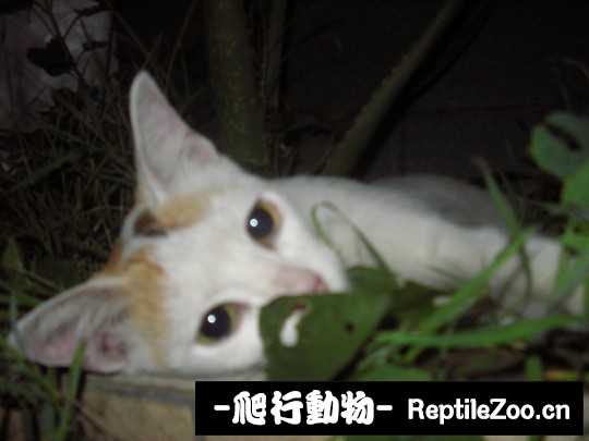 004727vh0i3ggoegwmv4il.jpg