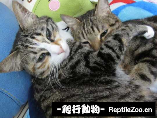 004958aviolvlall3h4lum.jpg