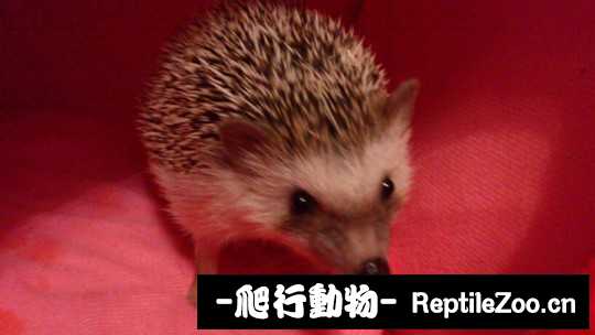 005112brrm35aunyiiw3du.jpg