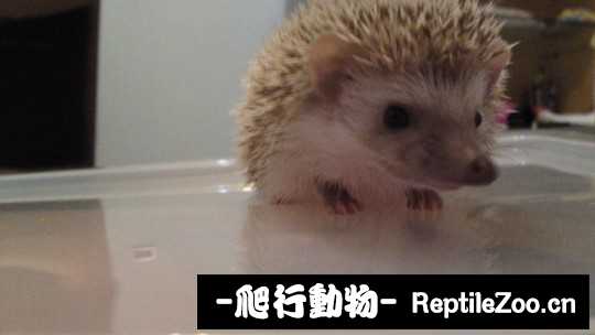 005114lhe44axx3dqtwhpg.jpg