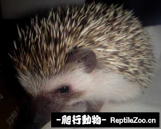 005129imk6remqqhqkzzrq.jpg