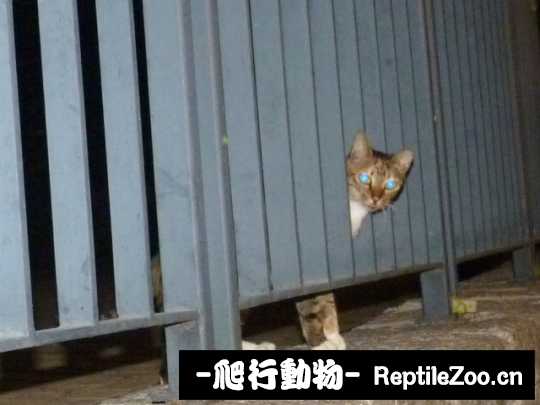 010247rpymrpvapggmydaf.jpg
