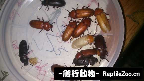 display_picture.php?url=http%3A%2F%2Fimgsa.baidu.com%2Fforum%2Fw%253D580%2Fsign%3D3c0b980029381f309e198da199014c67%2F519d8b94a4c27d1e703f91fc1ad5ad6eddc4380b.jpg