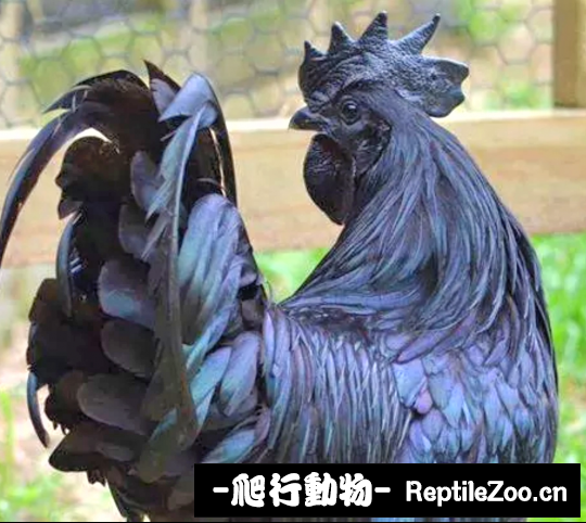 162528rvekev2dzru8evld.png