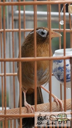 170338kojodikcm4nyqkzz.jpg