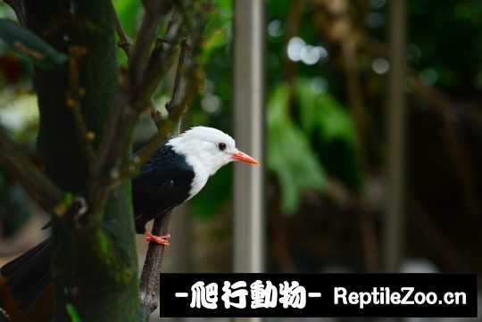 181107a8vafublbl971uuu.jpg