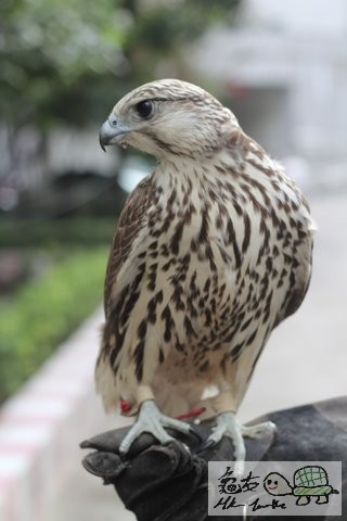 181730mqespvqrpepfiv7p.jpg