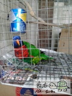 183054dgz9zps908msrmpy.jpg