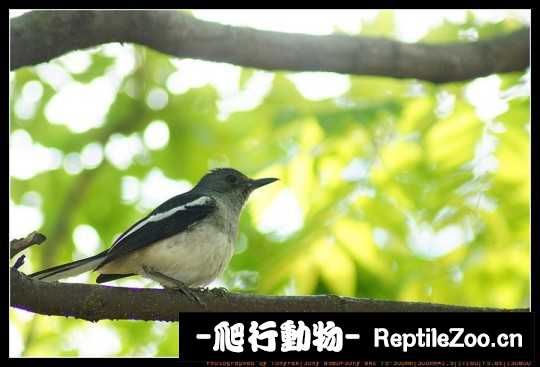 231305g42r24x29323b23x.jpg