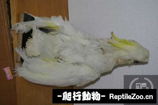 231433mef2vgsti9nlfneg.jpg