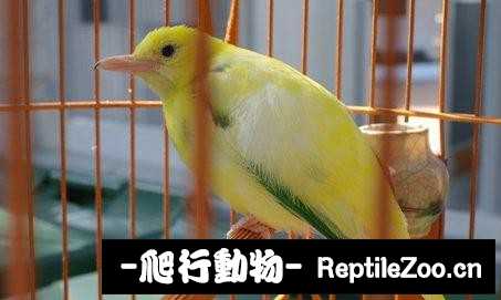 231443umigzu4ctiimia4p.jpg