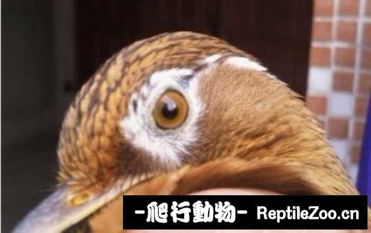 231507d35awvfvqzq0440a.jpg
