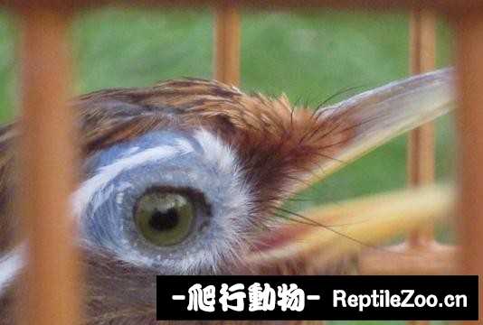 231509rllz15vuipllwh16.jpg