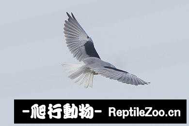 231830izae7yyvsetuetes.jpg
