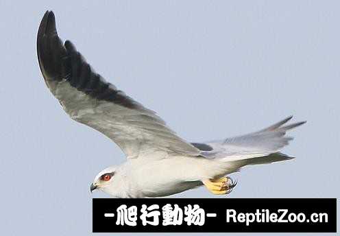 231830ndztkayjpnffn1nl.jpg