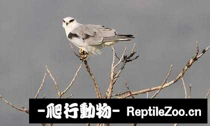 231832kiqscuisurbfsg77.jpg