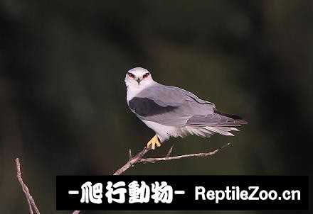 231832rmo04fptb8kppm1c.jpg