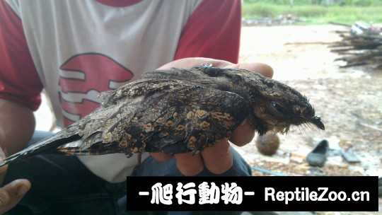 232057ls9rms5n859ho8nz.jpg