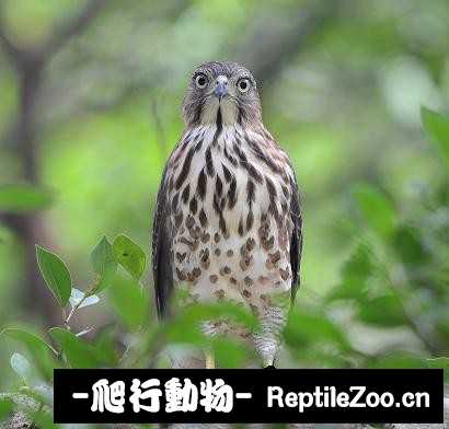 232659zcp37e2h64pk6qrp.jpg
