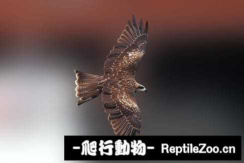 233459l62wx2orxkwojooo.jpg