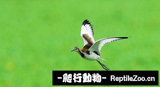 233835ocog9pga3egpwnwp.jpg