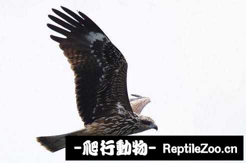 233839ban50gb7azngc2jb.jpg