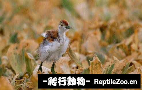 233922u5j8w8sk6wtocvv0.jpg