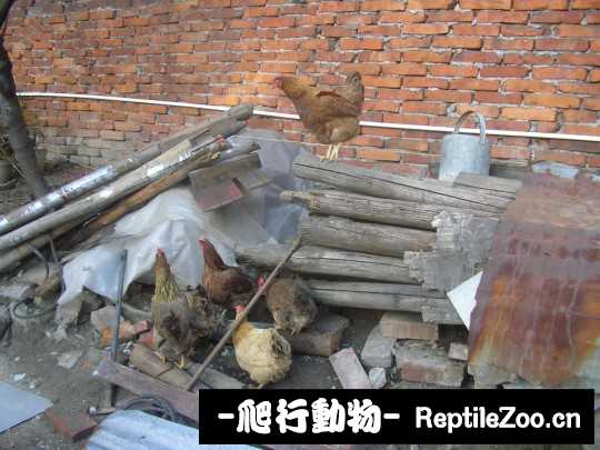 233932ynlpxizol5jqhhhp.jpg