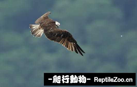 233938d26glydedylerhrq.jpg