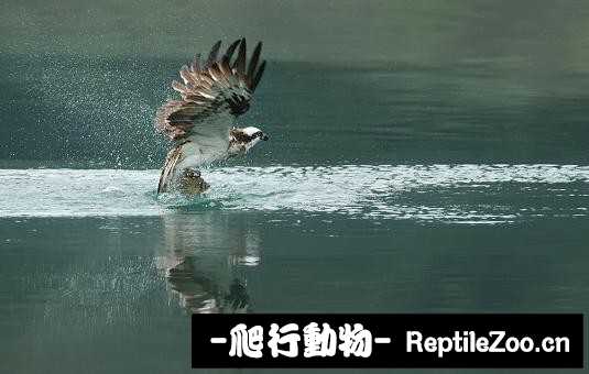 233939ofaccoallin6z91z.jpg