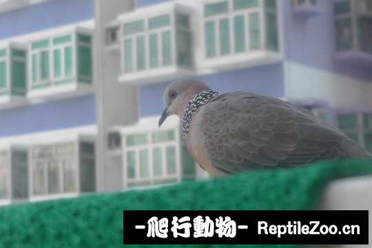 233942o0l1pmmpqlnx0p4y.jpg