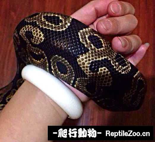 display_picture.php?url=http%3A%2F%2Fimgsa.baidu.com%2Fforum%2Fw%253D580%2Fsign%3Df45101c33b12b31bc76ccd21b61a3674%2F9ed820738bd4b31c00dd093f85d6277f9f2ff803.jpg