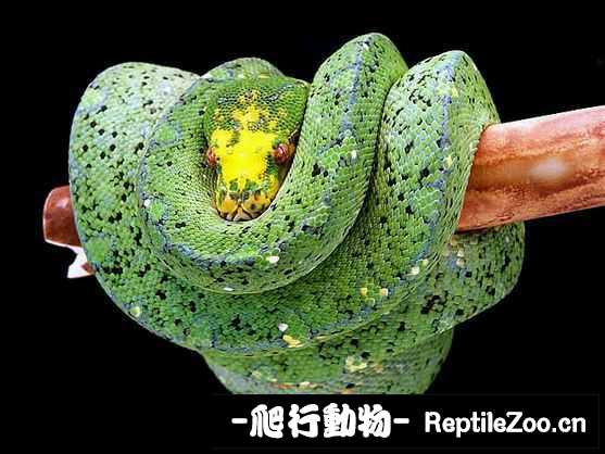 display_picture.php?url=http%3A%2F%2Fimgsa.baidu.com%2Fforum%2Fw%253D580%2Fsign%3Dc3092d540846f21fc9345e5bc6256b31%2F5371e5f81a4c510fcd3a81b56259252dd52aa55c.jpg