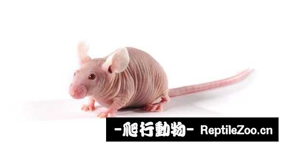 display_picture.php?url=http%3A%2F%2Fimgsa.baidu.com%2Fforum%2Fw%253D580%2Fsign%3D223df79b6c061d957d4637304bf50a5d%2F26e6592c11dfa9ec012fd8b460d0f703908fc1c2.jpg
