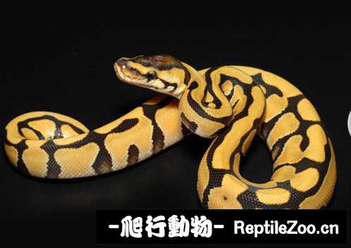 display_picture.php?url=http%3A%2F%2Fimgsa.baidu.com%2Fforum%2Fw%253D580%2Fsign%3D757dcede7af40ad115e4c7eb672d1151%2F5e266d2762d0f703ee896c3a09fa513d2797c5d7.jpg