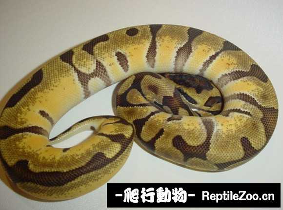 display_picture.php?url=http%3A%2F%2Fimgsa.baidu.com%2Fforum%2Fw%253D580%2Fsign%3D3075b6d7dbb44aed594ebeec831d876a%2F53e3297f9e2f07089e559f9de824b899a801f295.jpg