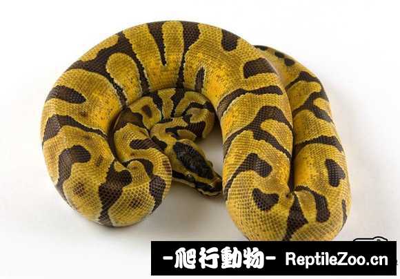 display_picture.php?url=http%3A%2F%2Fimgsa.baidu.com%2Fforum%2Fw%253D580%2Fsign%3De7271e8206082838680ddc1c8898a964%2Fba3313950a7b0208bbac8a7c63d9f2d3562cc8f8.jpg