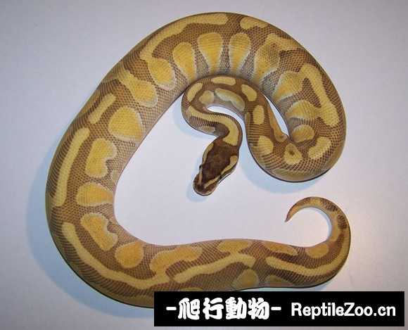 display_picture.php?url=http%3A%2F%2Fimgsa.baidu.com%2Fforum%2Fw%253D580%2Fsign%3D39b9a6d29f2f07085f052a08d925b865%2F983d60061d950a7bbc67fa590bd162d9f3d3c997.jpg